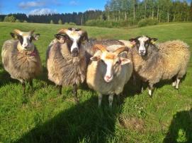 My sheepish girls